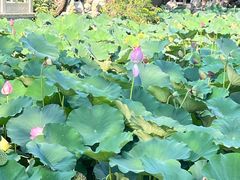 -莲池书院博物馆