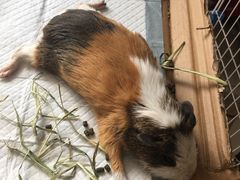 -北京观赏动物医院·24小时大型综合·猫专科·异宠专科