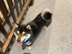 -长白山万达喜来登度假酒店