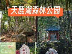 -天鹿湖森林公园