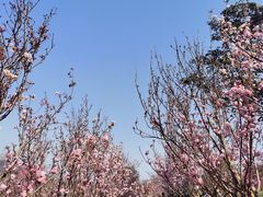 -天适樱花悠乐园