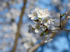 -武汉大学-樱园