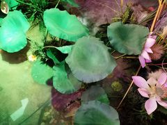 -韵秋荷(宝山龙湖天街店)