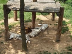 -西霞口神雕山野生动物世界