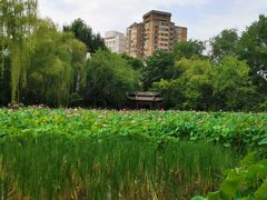 -莲湖公园