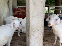 -得丘礼享谷·玉兰苑