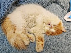 -有猫主题·治愈系猫咖(曾厝垵店)