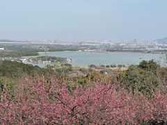 -香雪海