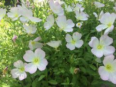 -合肥滨湖国家森林公园