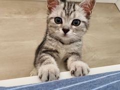 -东方名猫馆·英短金渐层布偶猫舍(环线广场1号楼店)