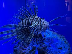 -上海海洋水族馆