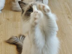 -有喵·猫咖·狗咖·30几只猫10只小狗(岗厦店)