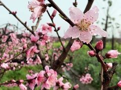 -樂桃源奉贤黄桃种植采摘基地