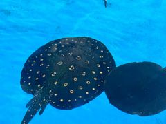 -泉城欧乐堡海洋极地世界