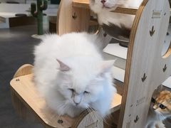 -飞行喵MR PILOT|猫舍·猫咖(静安大融城店)