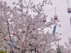 -顾村公园