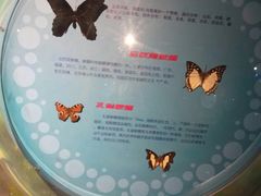 -萌宠奇缘