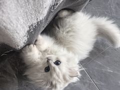 -派特宠物医院(圆融广场店)