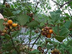 iphone_upload_pic-王家小院