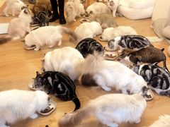 -有喵·猫咖·狗咖·30几只猫10只小狗(岗厦店)