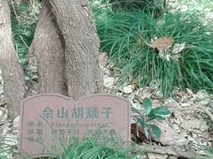 -上海佘山国家森林公园西佘山园