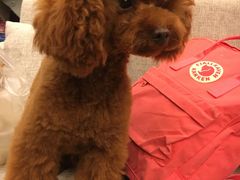 -犬也宠物造型(恒茂国际都会商业街店)