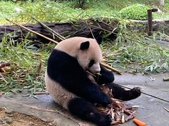 -都江堰中华大熊猫苑