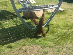 -西霞口神雕山野生动物世界