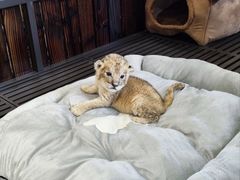 -上海野生动物园老虎餐厅