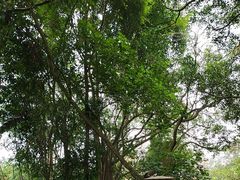 -海南热带野生动植物园