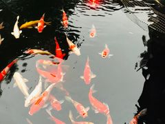 -桃园盛宴·岭南粤菜·手工茶点(南庄店)