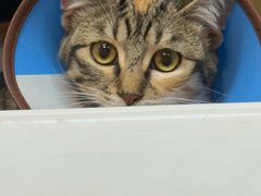 -御宝贝·A梦猫科宠物医院(国际猫友好医院)