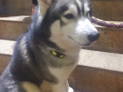 -more than meow吴止猫主题餐厅(承德 中船汇店)