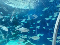 -上海海洋水族馆