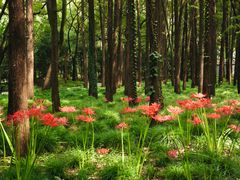 -上海共青森林公园