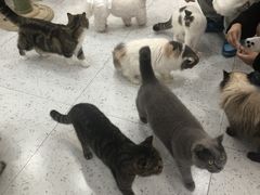 -喵园·猫主题咖啡厅·撸猫·猫咖(国贸店)