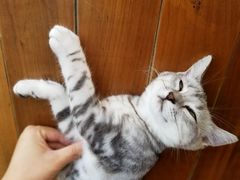 -袖虎·猫馆(体育西路店)