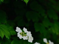 -国家植物园