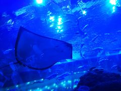 -成都浩海立方海洋公园