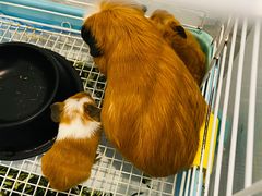 -有猫主题·治愈系猫咖(曾厝垵店)