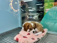 -FAELING PETS美天灵宠物(合生汇店)