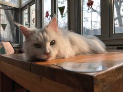 -猫小院猫主题咖啡厅(北锣店)
