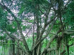 -厦门国家会计学院