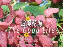-王借岗森林公园