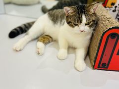-COLOR PETS 撸猫馆·购猫·猫咖(长风大悦城店)