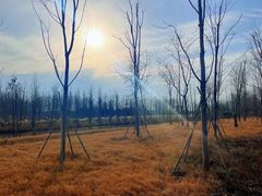 -溱湖国家湿地公园