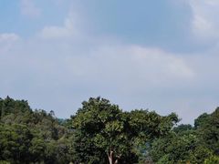 -深圳仙湖植物园