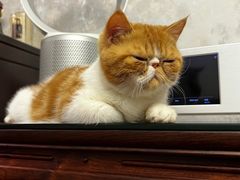 -爱妮康宠物医院·干细胞免疫细胞·肿瘤·心脏(张江店)