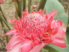 -中国科学院西双版纳热带植物园