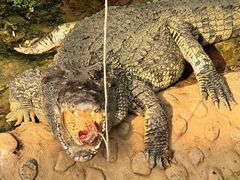 -石家庄市动物园